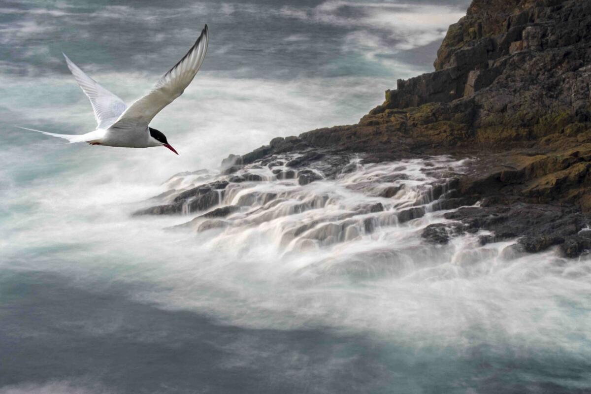 Migrating Arctic tern (Sterna paradisaea) flying over waves 
