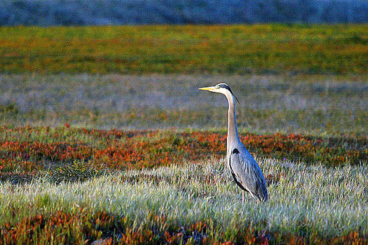 A great blue heron in the Ballona Wetlands