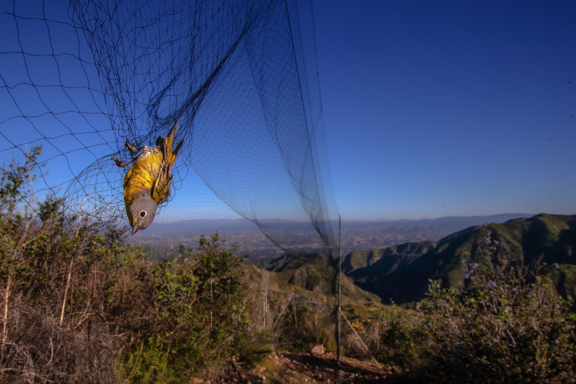 A bird is caught in a net