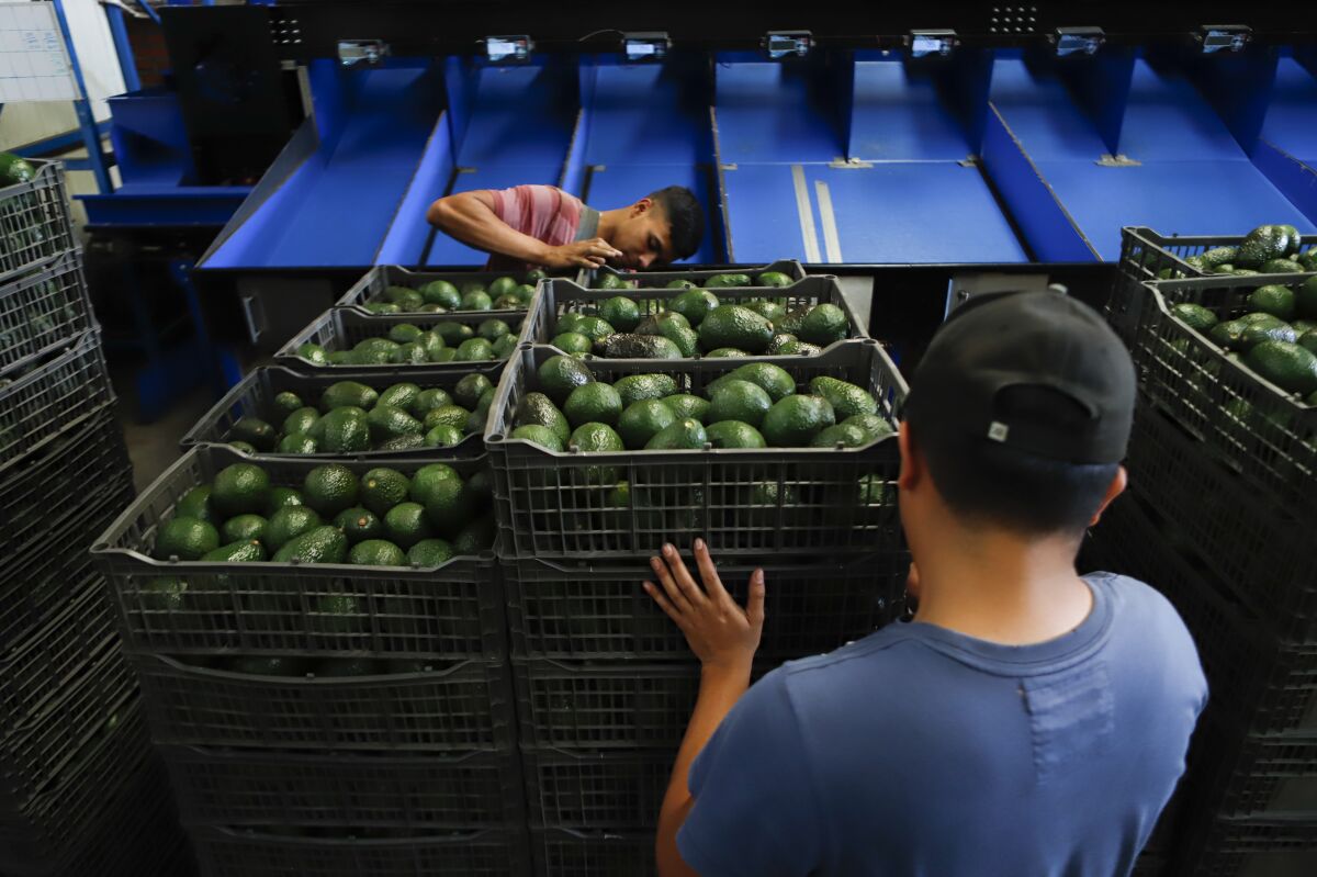 A worker selects avocados at a packing plant in Uruapan, Mexico, Wednesday, Feb. 16, 2022. 
