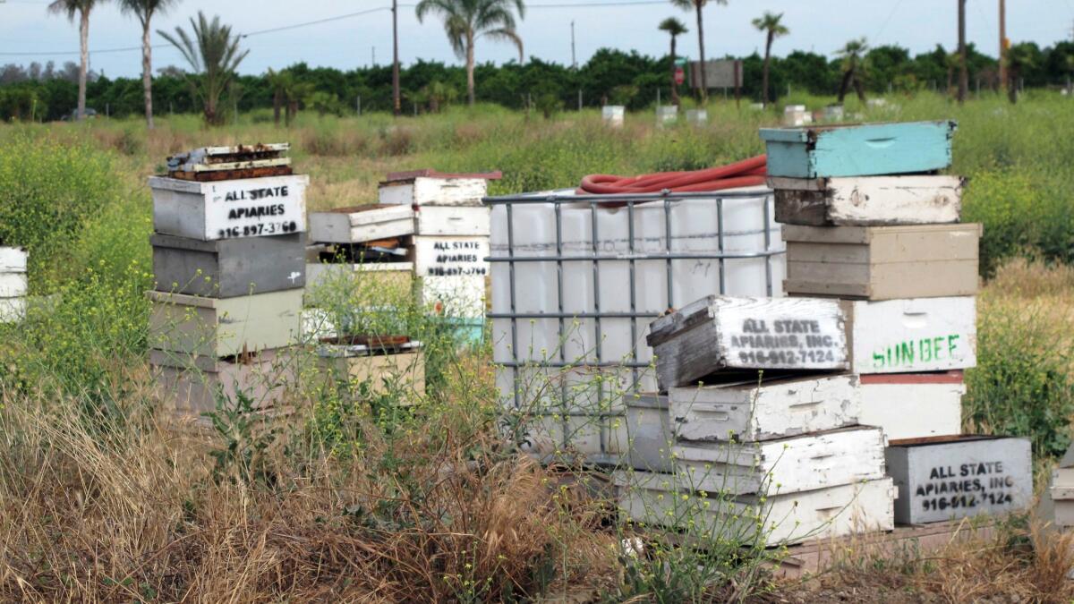 In this May 16 file photo, several of the thousands of recovered beehives stolen in California are shown near Sanger, Calif.