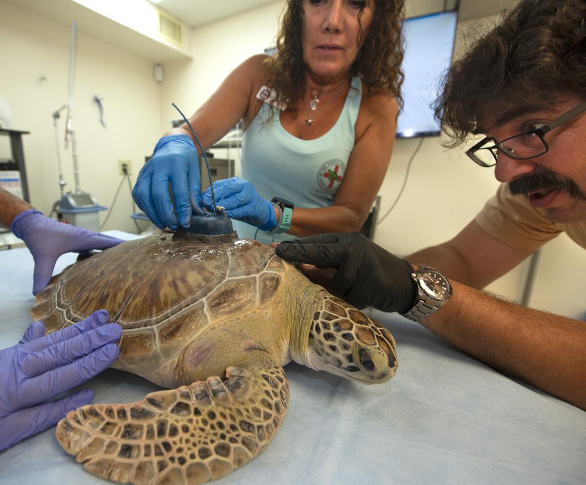 In this photo provided by the Florida Keys News Bureau, Bette Zirkelbach, left, manager of the Florida Keys-based Turtle Hospital, and Dan Evans, right, senior biologist of the Sea Turtle Conservancy, finish affixing a satellite tracking receiver to "Tortie," a juvenile green sea turtle on Friday, July 15, 2022, in Marathon, Fla. The reptile was found Dec. 1, 2021, unable to dive and afflicted with fibropapillomatosis -- a tumor-causing disease that develops from a herpes-like virus affecting sea turtles globally. After being treated at the hospital, "Tortie" is to be released later Friday morning to join the 15th annual Tour de Turtles, an online "race" that is to follow a dozen released turtles for three months. (Andy Newman/Florida Keys News Bureau via AP)
