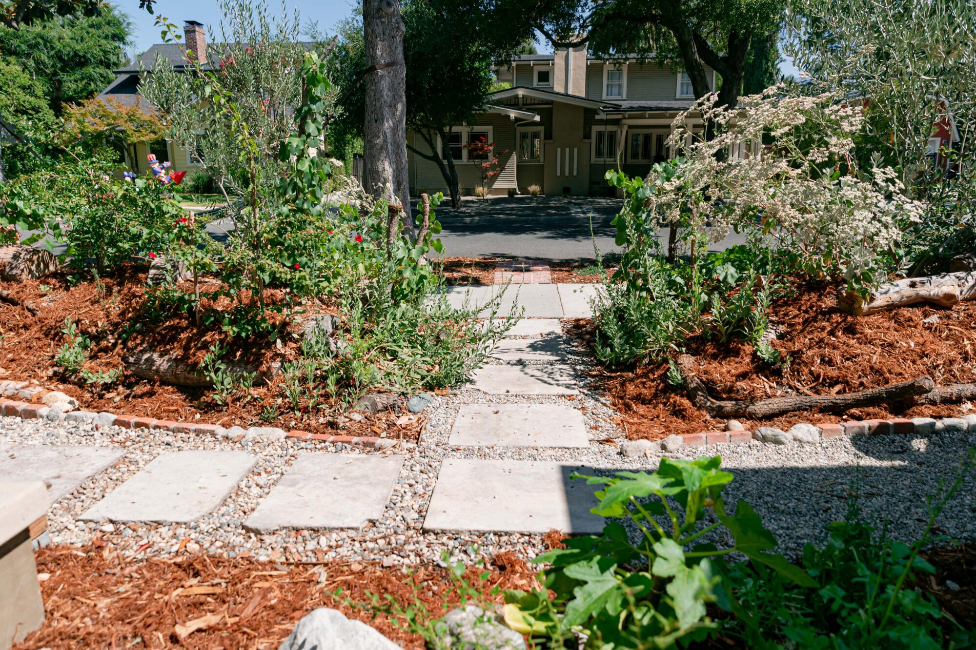 Native plants grow on a hugel berm, with a pathway in between