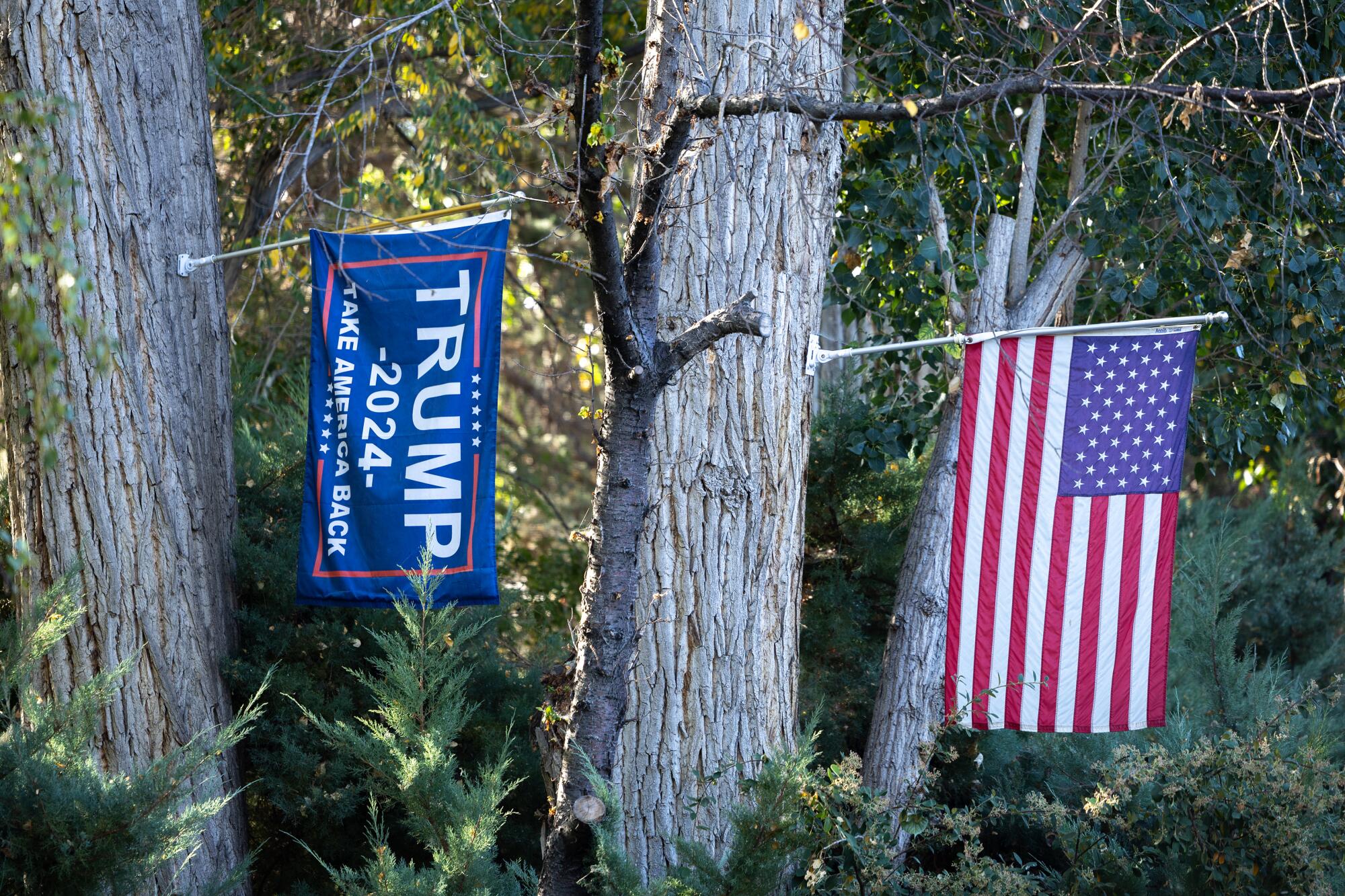 Flags on a pair of trees. 