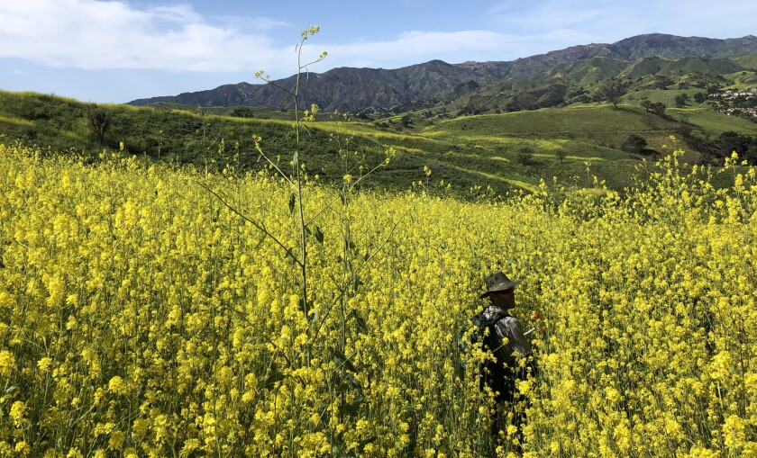 Zwarte mosterd bedekt de hellingen in de Santa Monica Mountains. De mosterd, die meer dan 2 meter hoog kan worden, zal in de zomermaanden opdrogen, waardoor gevaarlijke brandstof voor bosbranden ontstaat.