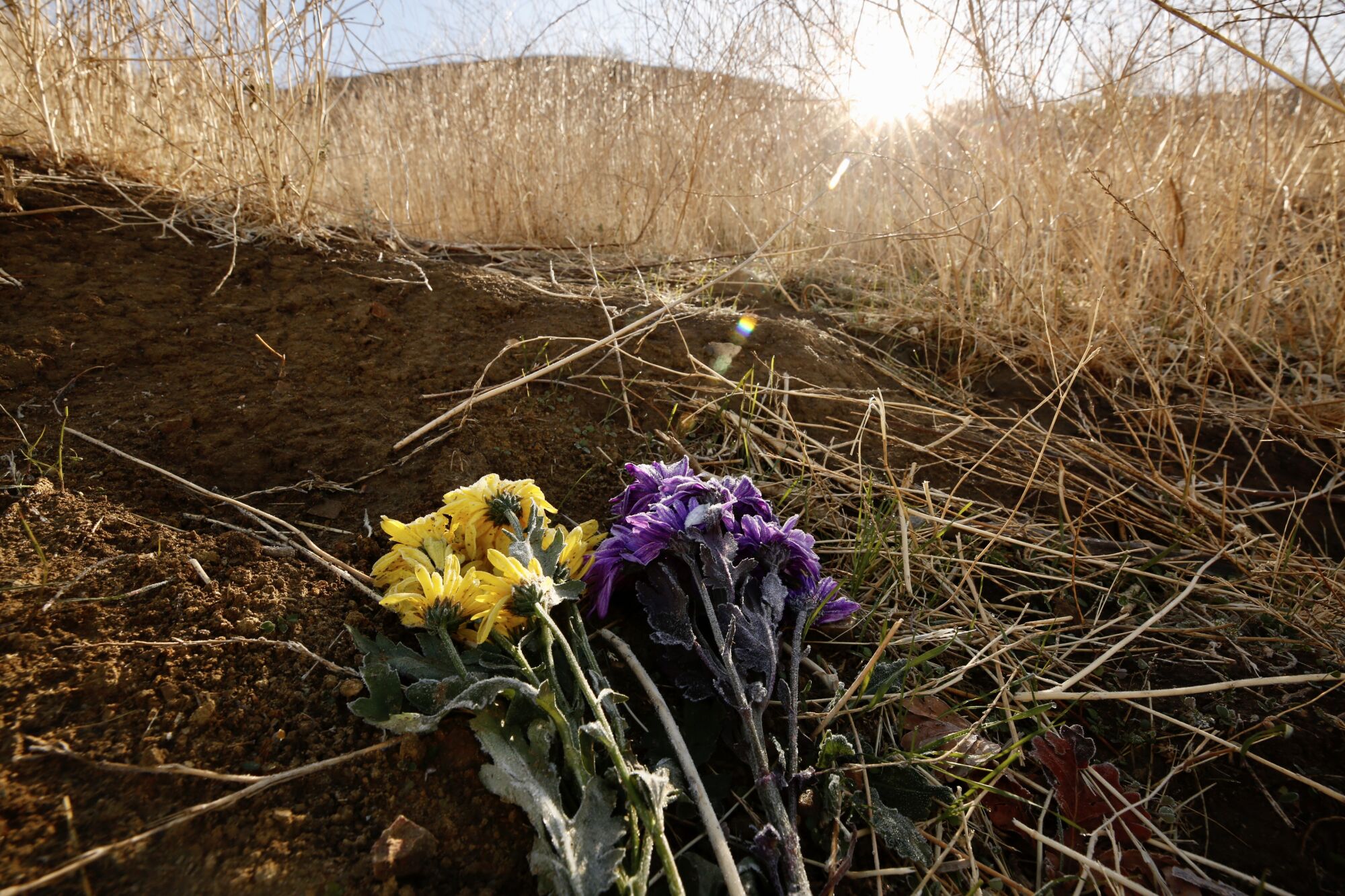 Morning sun illuminates flowers lying amid brush on a hill.