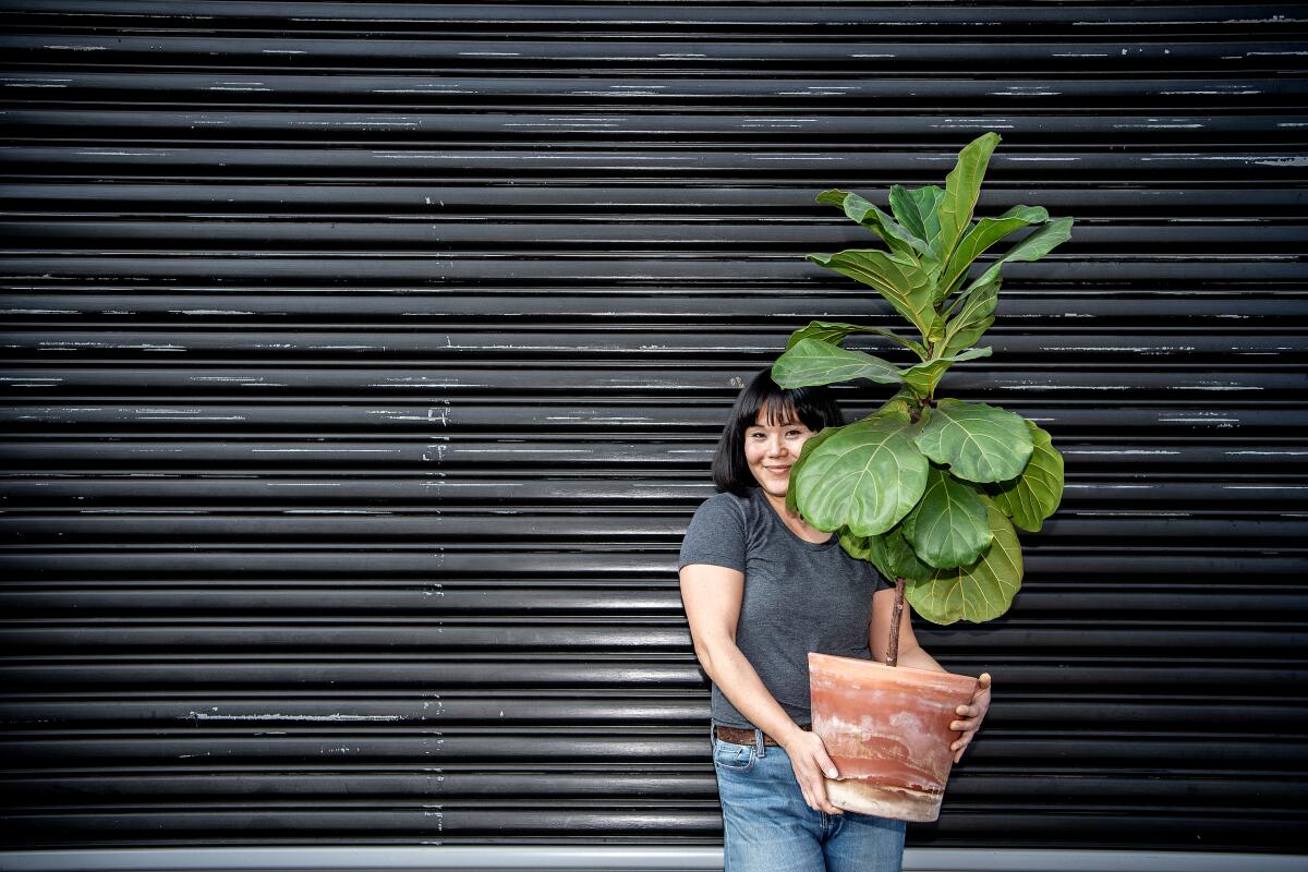 Yuko Watanabe holds a fiddle-leaf fig in a pot 