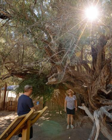 Tourists pose for photos next to an olive tree. 