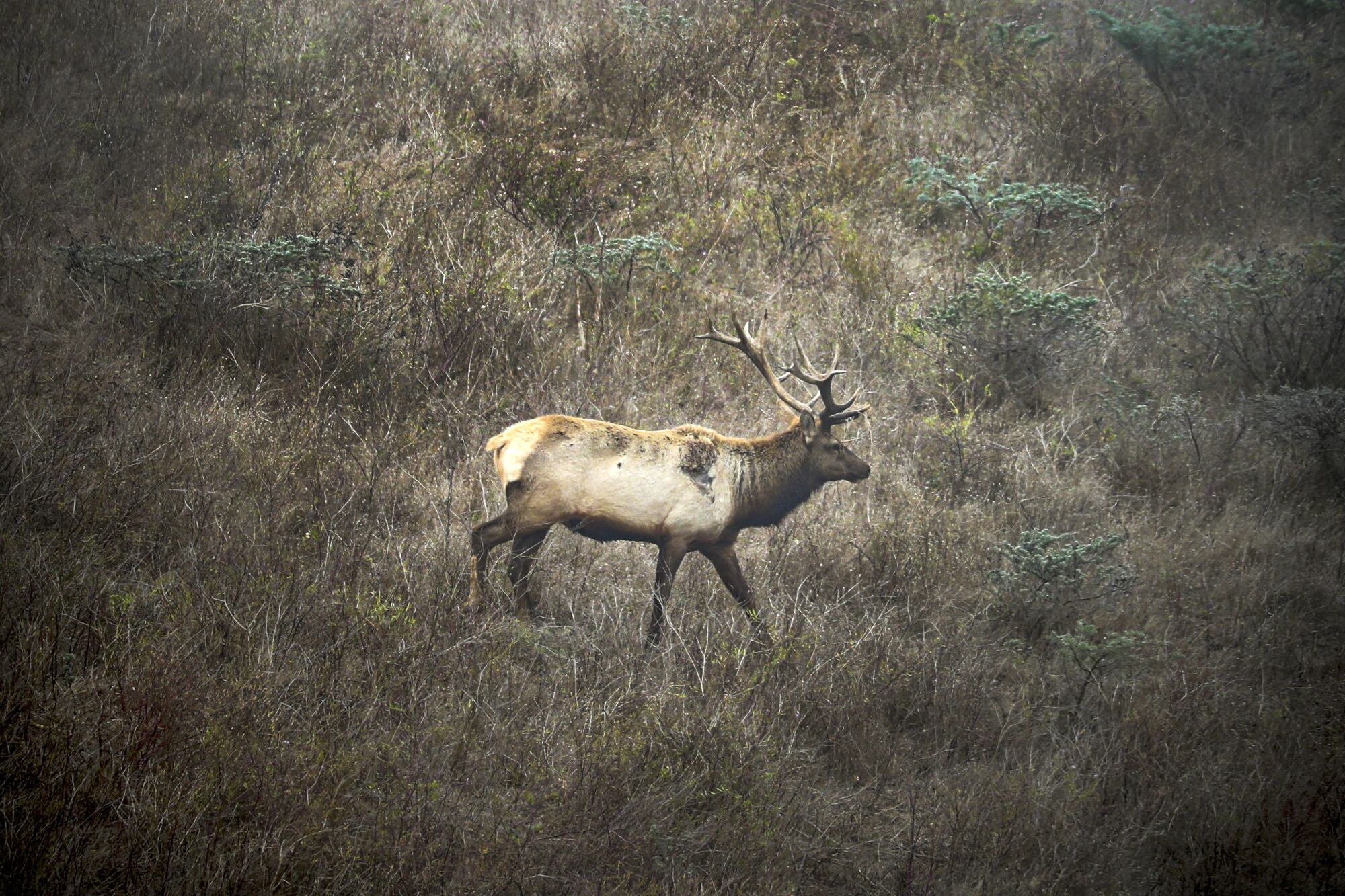 Tule elk roams in its reserve in Point Reyes National Seashore.
