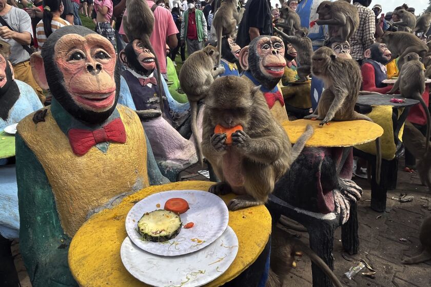Monos disfrutan comer fruta durante el Festival del Mono en la provincia de Lopburi, Tailandia, el domingo 27 de noviembre de 2022. (AP Foto/Chalida EKvitthayavechnukul)