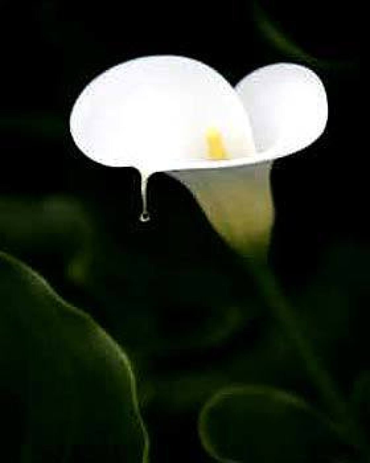 Common ivory calla lilies can survive on rain and go through the summer dormant or stay evergreen with irrigation.