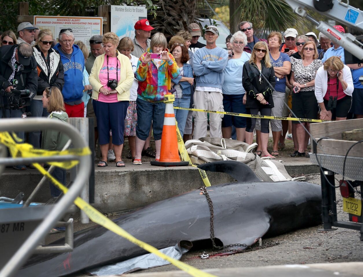 People watch as a dead pilot whale is prepared to be transported to a facility for a necropsy by the National Oceanic and Atmospheric Administration's Fisheries Service on January 21, 2014 in Estero, Florida. The whale is was of eight pilot whales that died after their group swam into the shallow waters near Lovers Key State Park.