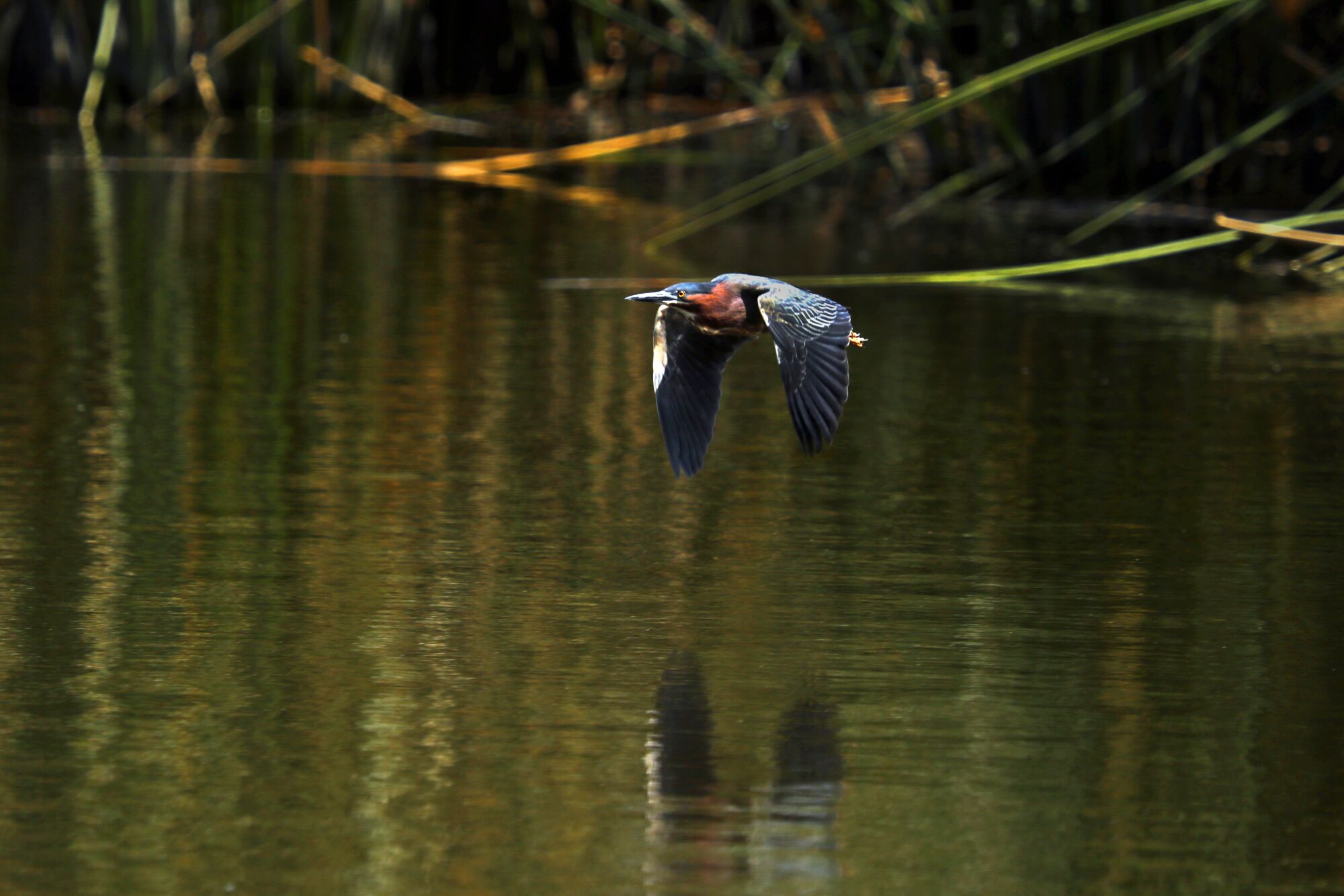 A heron flies over water, just above the surface