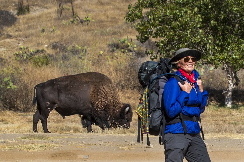 CATALINA, CA - OCTOBER 22: Hikers Christine Wood and Jasper Wood, not pictured of Los Angeles, take a photo with a North American Bison roaming around their campground as they arrive in Little Harbor after hiking the Trans-Catalina Trail. About 100 descendants of bison brought to Santa Catalina Island in 1924 still roam the 75-square-mile island, roughly 22 miles from the mainland of Southern California. Scientists decry Catalina conservancy's plans to enhance eco-tourism thrills by importing more nonnative bison to the island. Scientists are vehemently opposed to the Catalina Island Conservancy's plans efforts to enhance eco-tourism thrills for paying customers by increasing the size of its herd of nonnative bison and attempting to grow a Harry Potter-style "dark and mysterious forest of tangled oaks" beside a popular shoreline campground. A decade ago, the conservancy sterilized female bison in an environmentally destructive herd that numbered about 300 -- all descendants of animals used as backdrops in a Hollywood western shot in 1924. Since then, the number of bison has dropped to about 100 that are hard to find and scattered across the mountainous interior. Trouble is, conservancy officials say, bison are the No. 1 thing eco-tourists want to see and photograph. Photos taken Monday, Aug. 10, 2020 in Catalina. (Allen J. Schaben / Los Angeles Times)
