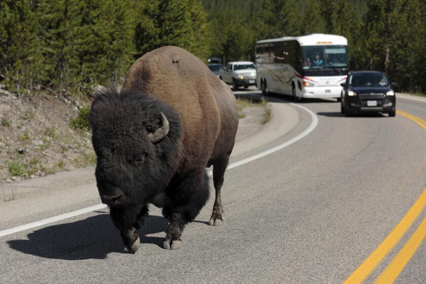 A bison lumbering down the highway near Madison Junction stalls traffic in Yellowstone National Park, where the giant animals have the right-of-way.