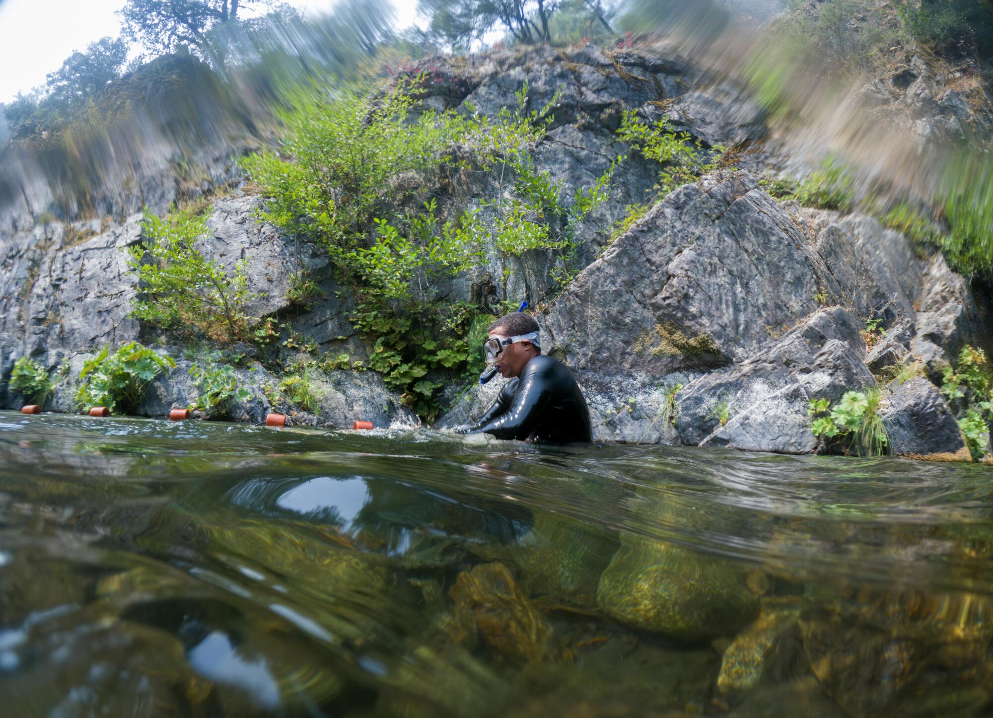 A man in scuba gear swims in Wooley Creek looking for juvenile salmon