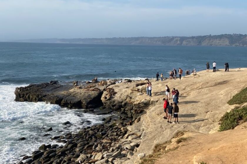 Beachgoers and sea lions at Point La Jolla