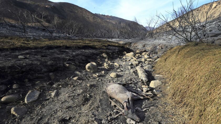 A deer lies where it fell, trying to outrun flames from the Woolsey fire, in the Solstice Creek bed below Corral Canyon Park in Malibu.