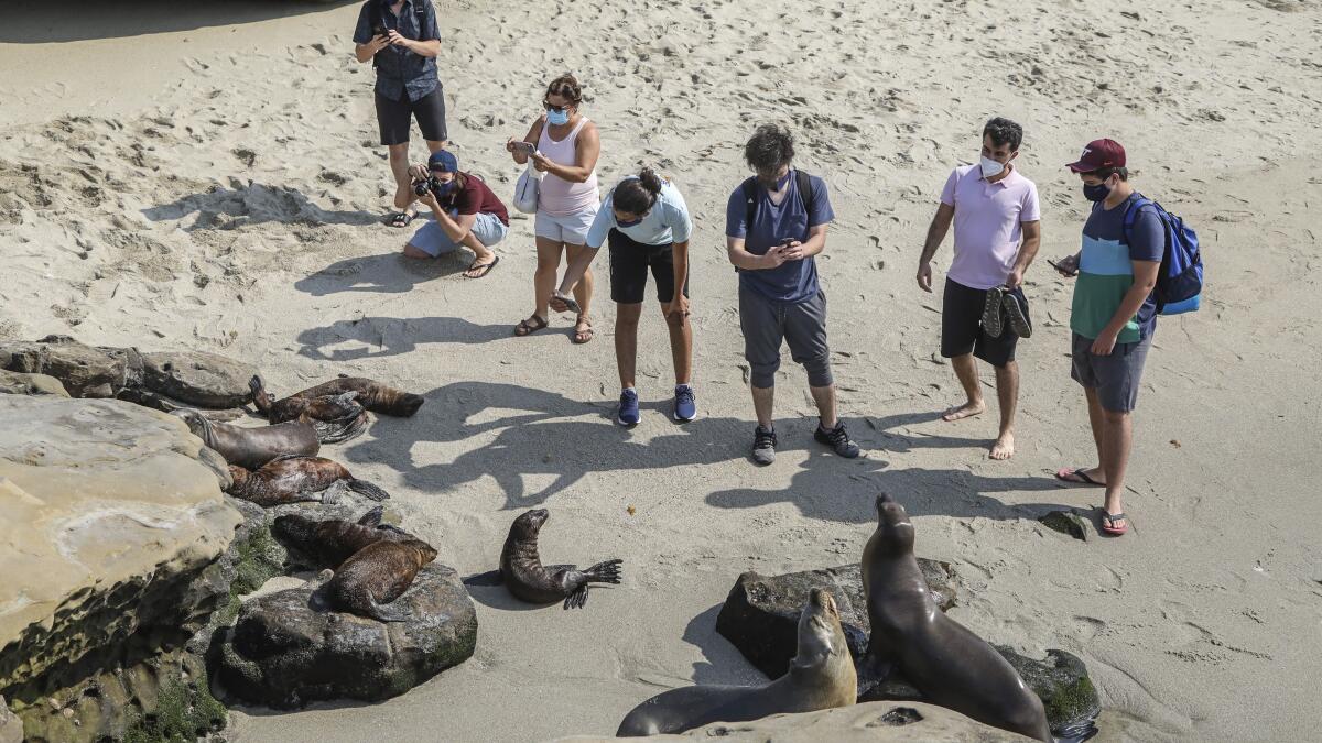 The Best Place to Sea Lions: La Jolla Cove - American Expeditioners