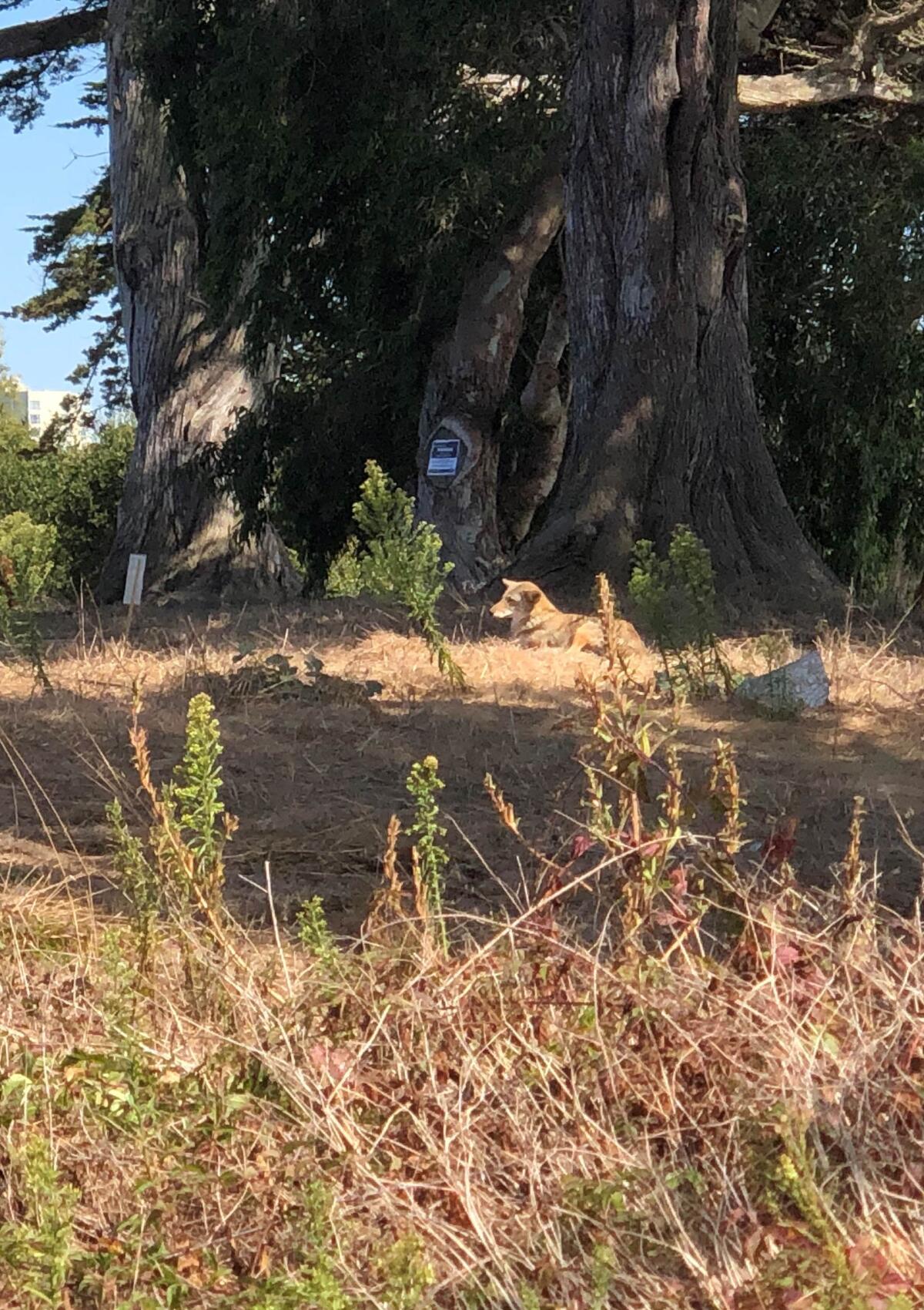 A coyote lying near Lake Merced