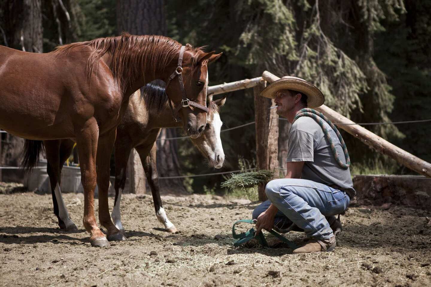 Rescued horses find a new home and purpose