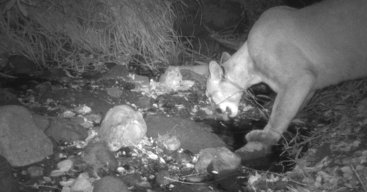 A mountain lion spotted in Griffith Park spurred hope. He is now believed dead A mountain lion spotted in Griffith Park spurred hope. He is now believed dead