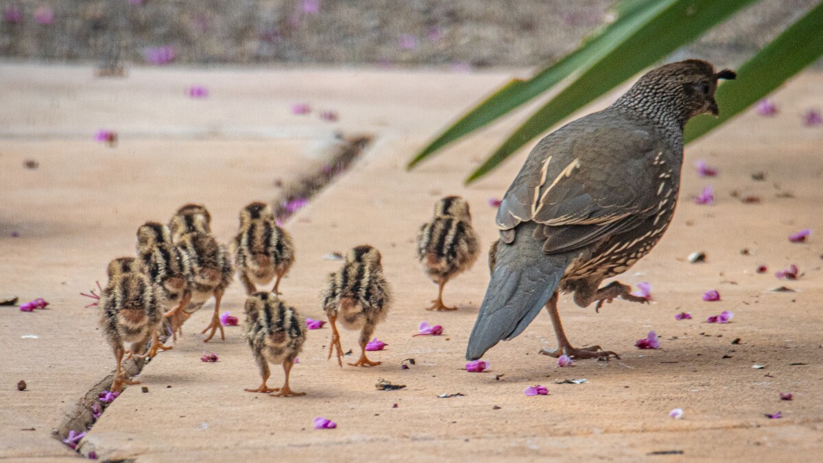 Column Baby Boom On Mt Whoville Wren Chicks Hatch Quail Family