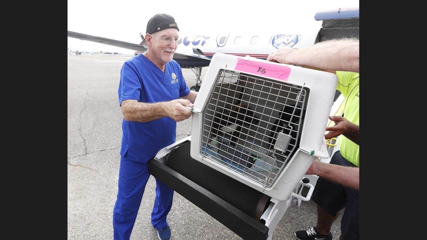 Founder of Lucy Pet Joey Herrick unloads a pet crate flown in from Houston, TX, at Atlantic Aviation in Burbank on Thursday, November 16, 2017. Pets from owners in Houston, TX, were dropped off at area animal shelters after Hurricane Harvey destroyed tens of thousands of homes displacing many thousands of residents to shelters where pets were not allowed. The Non-Profit Lucy Pet Foundation has made four trips and rescued a couple hundred cats and dogs and relocated them around the country, with this flight the first to Southern California.