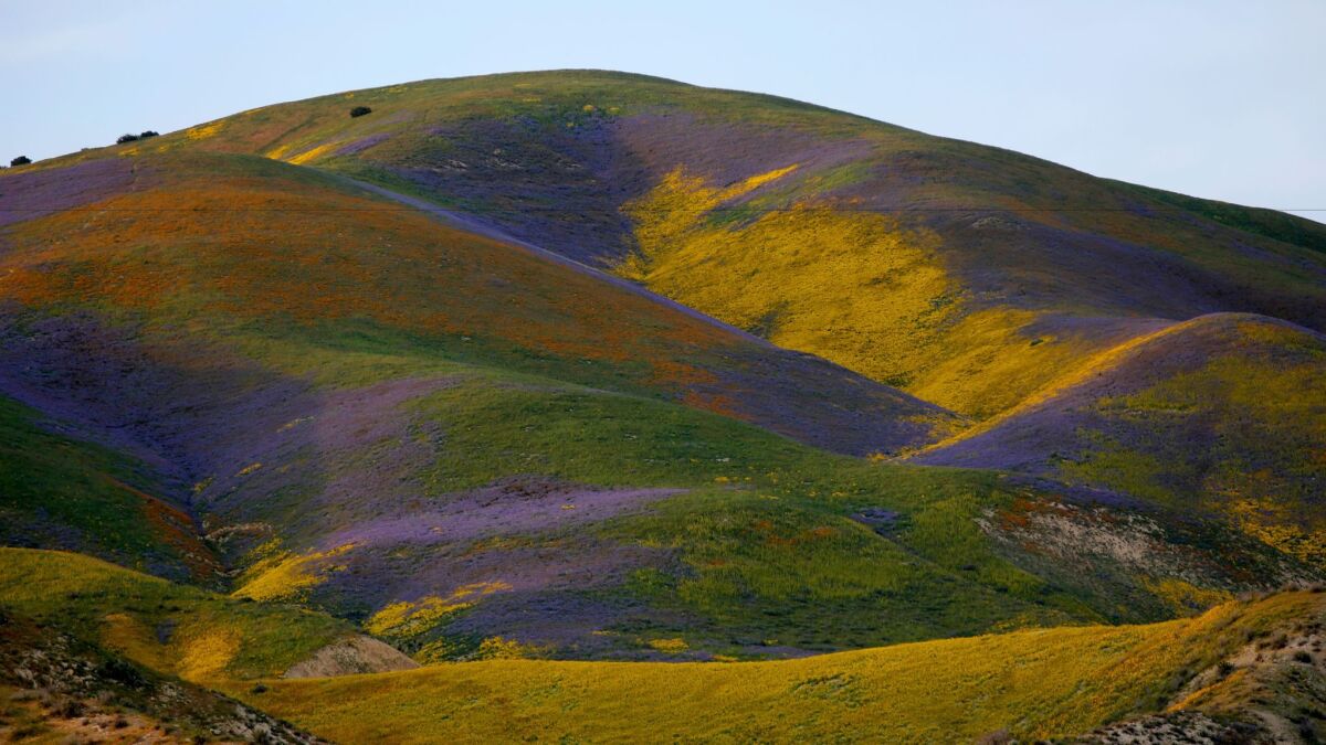 Wildflowers bloom on the Temblor Range in Carrizo Plain National Monument