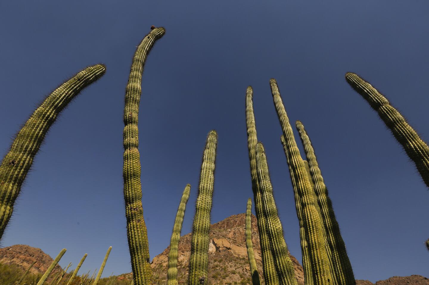 Organ Pipe Cactus National Monument