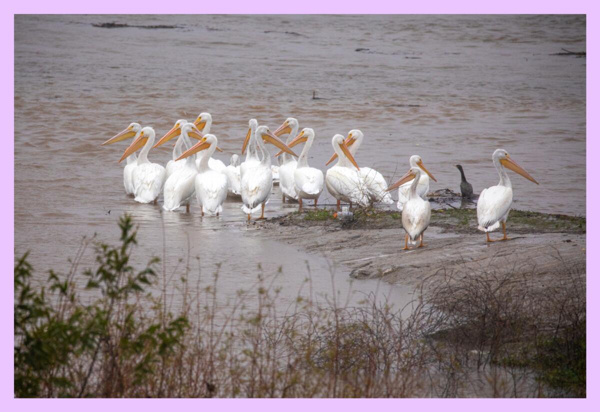 a flock of white pelicans on the shores of a river 
