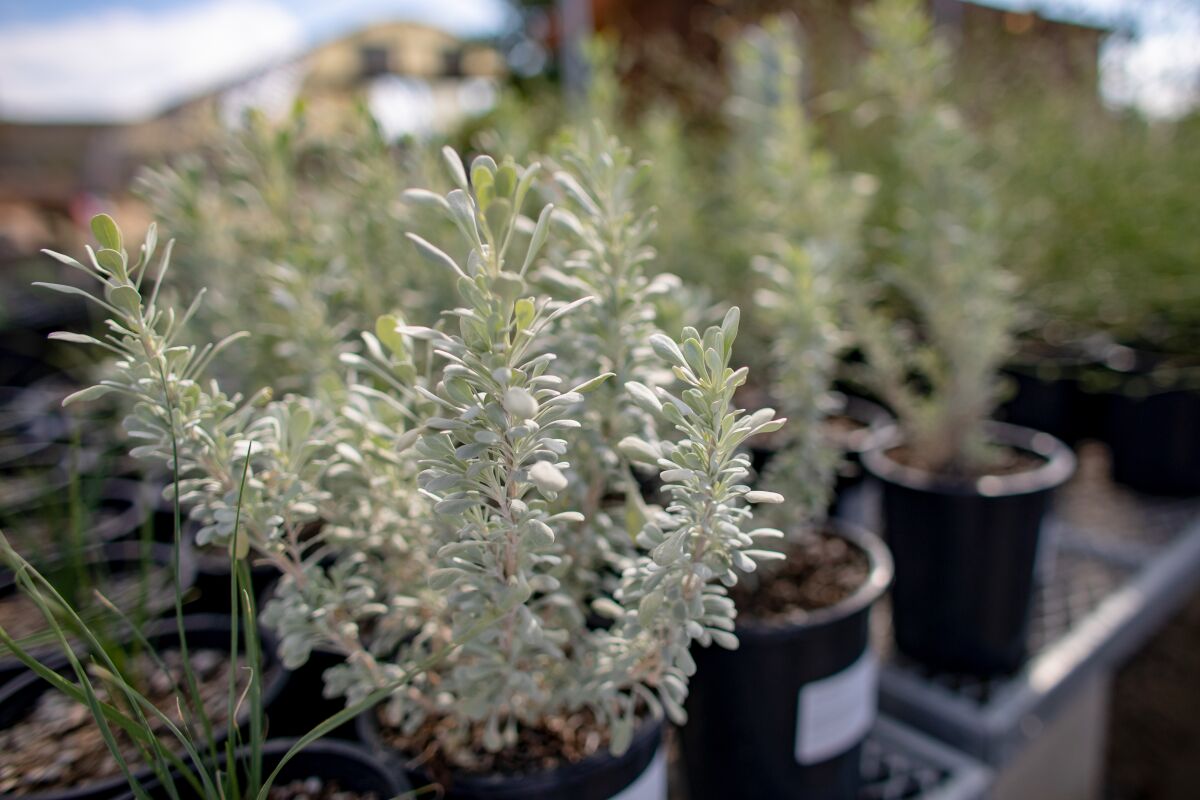 A close up of a potted Mojave Sage plant.