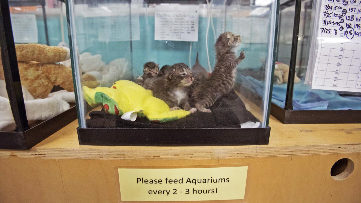 Inside a no-kill kitten nursery