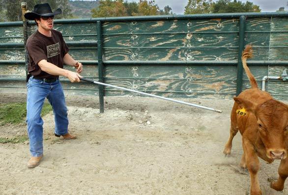 Rancho Mission Viejo Rodeo - Frisky calf