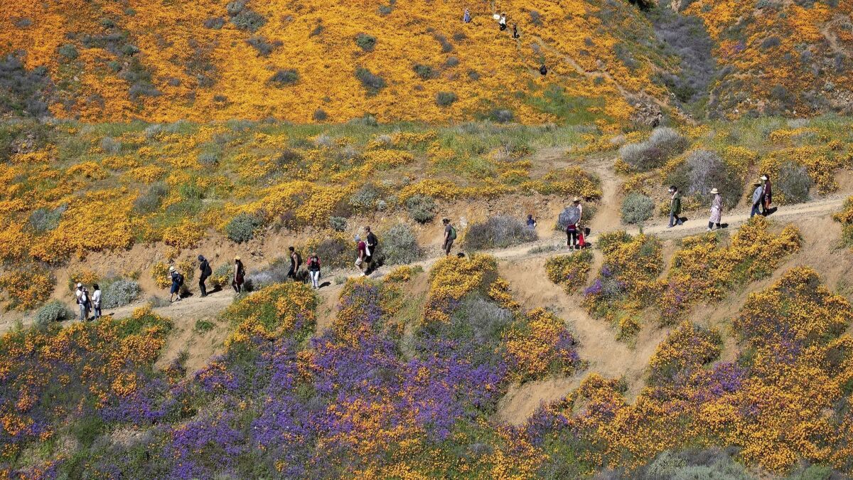 Surrounded by the wildflowers of Super Bloom, large crowds hike amid the poppies while taking in the rare scenery of the Lake Elsinore poppy fields in Walker Canyon on March 18.