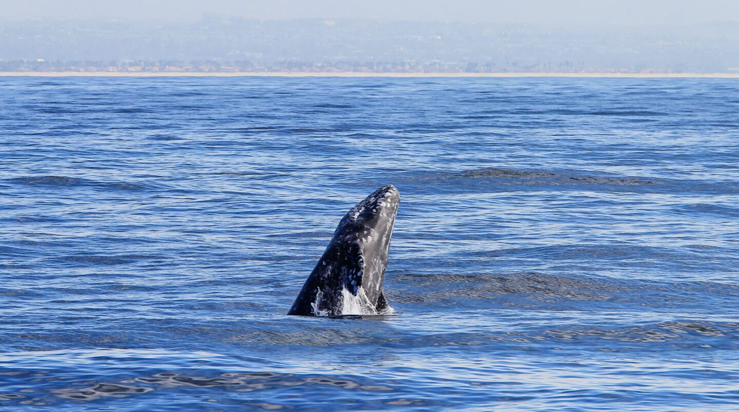 An Eastern Pacific gray whale breaches.