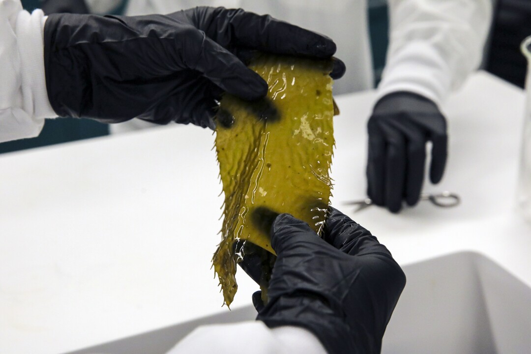 A large piece of kelp is being prepared for study at the UC Irvin Laboratory.