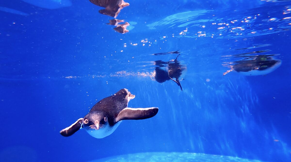 Little blue penguins