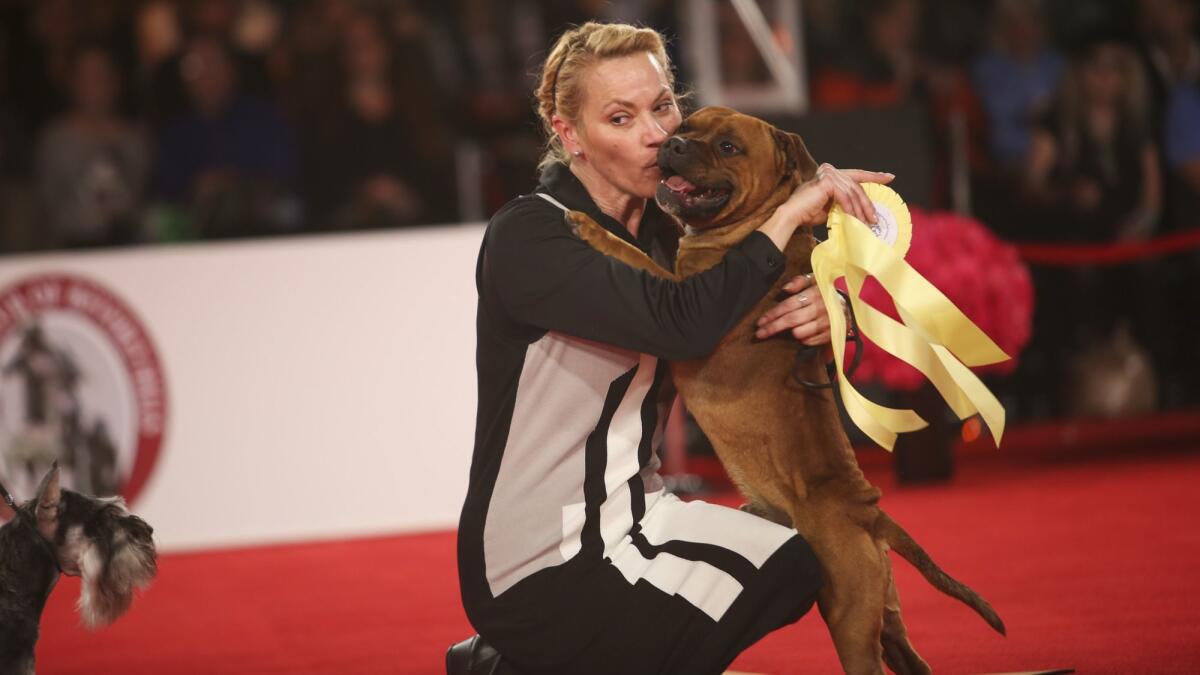 Kristina Estlund and her Staffordshire Bull Terrier named Ezra, embrace each other after winning 4th place in the group competition.