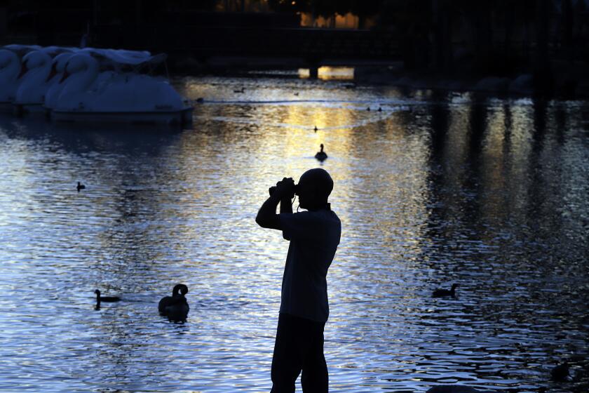 Robert Di Massa, of Fountain Valley, uses binoculars to look for birds that might be entangled with fishing line at the north lake at Mile Square Regional Park in Fountain Valley on Friday, October 20, 2023. Dozens of birds are falling victim to what seems a lack of proper enforcement at the park, several birds including herons and geese can be seen with fishing line wrapped around their feet and legs and ducks have been discovered with their beaks severed or broken at sharp angles. (Photo by James Carbone)