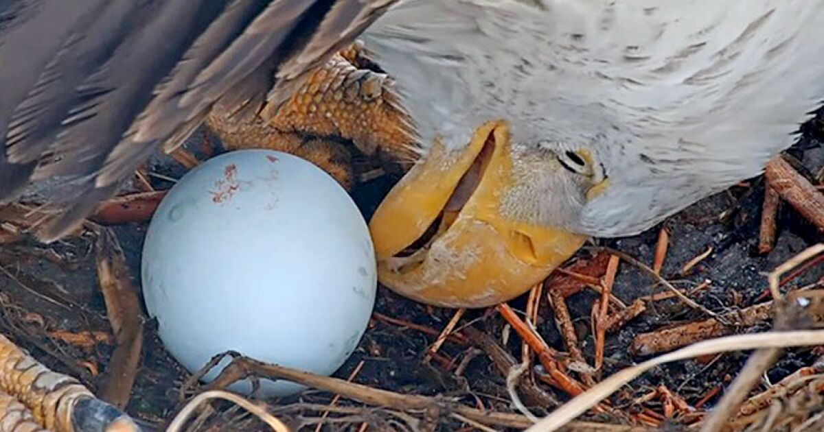 Big Bear bald eagles Jackie and Shadow’s eggs eaten by ravens, but new clutch is possible this year Big Bear bald eagles Jackie and Shadow’s eggs eaten by ravens, but new clutch is possible this year