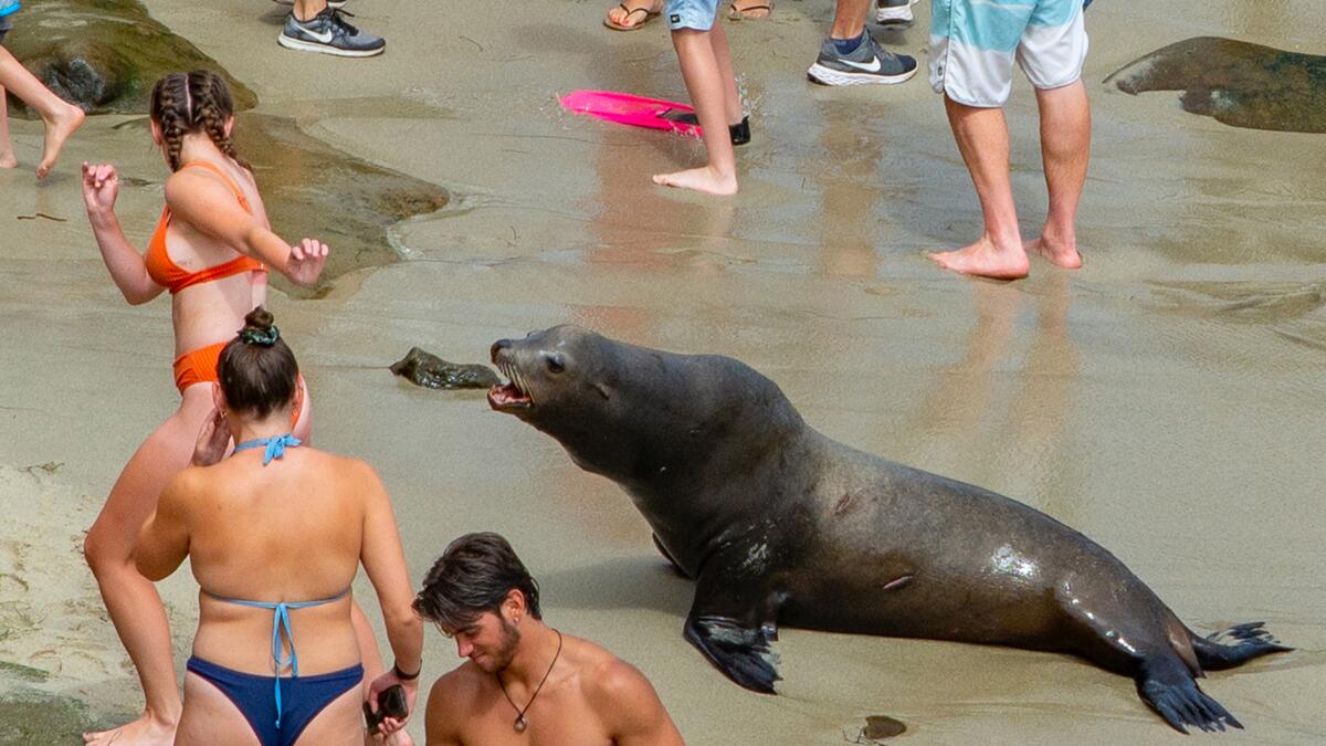 Here's What Experts Think Was Really Going On in That Viral La Jolla Sea  Lion Video 