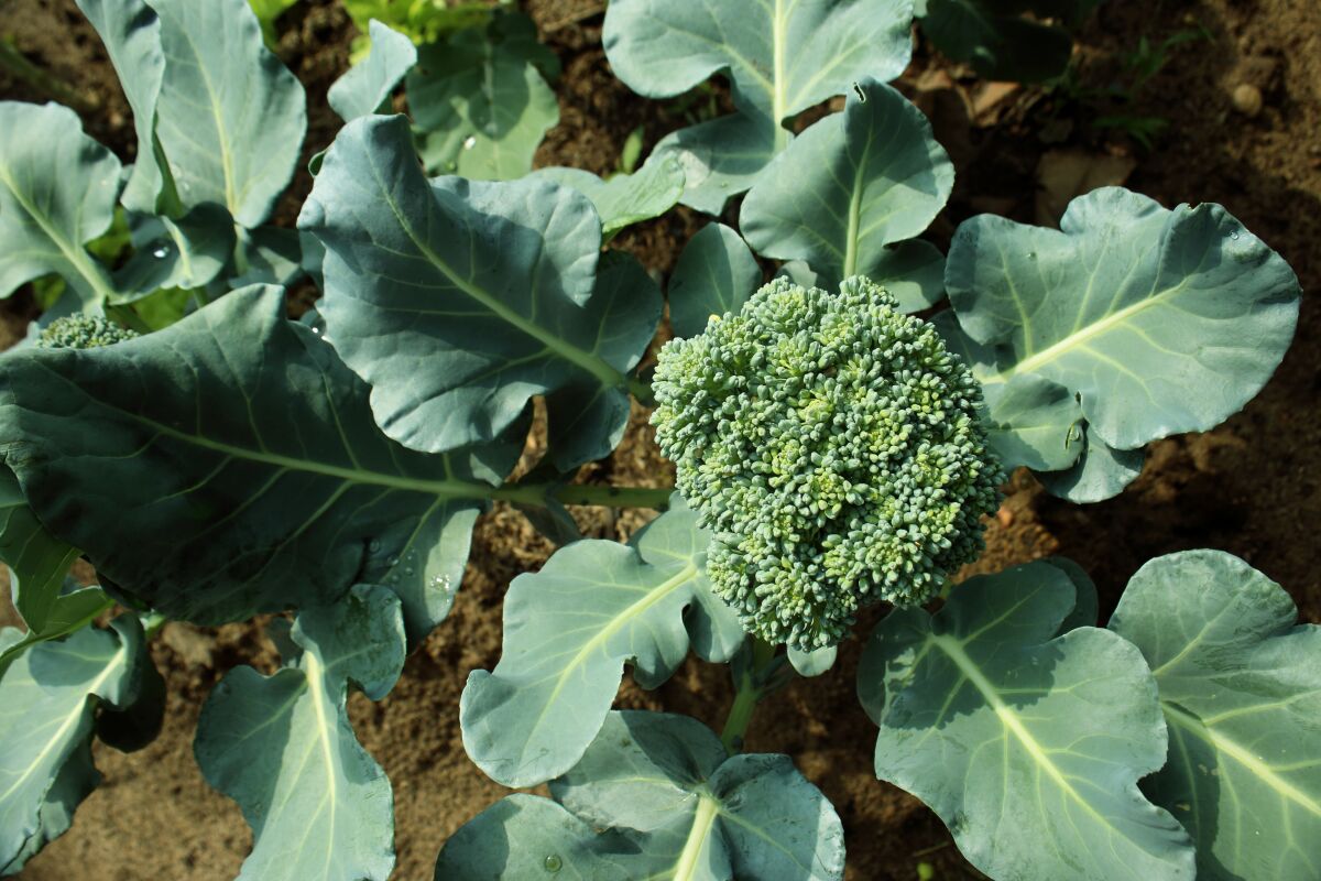 Now is the time to start planting broccoli and other cool-season vegetables.