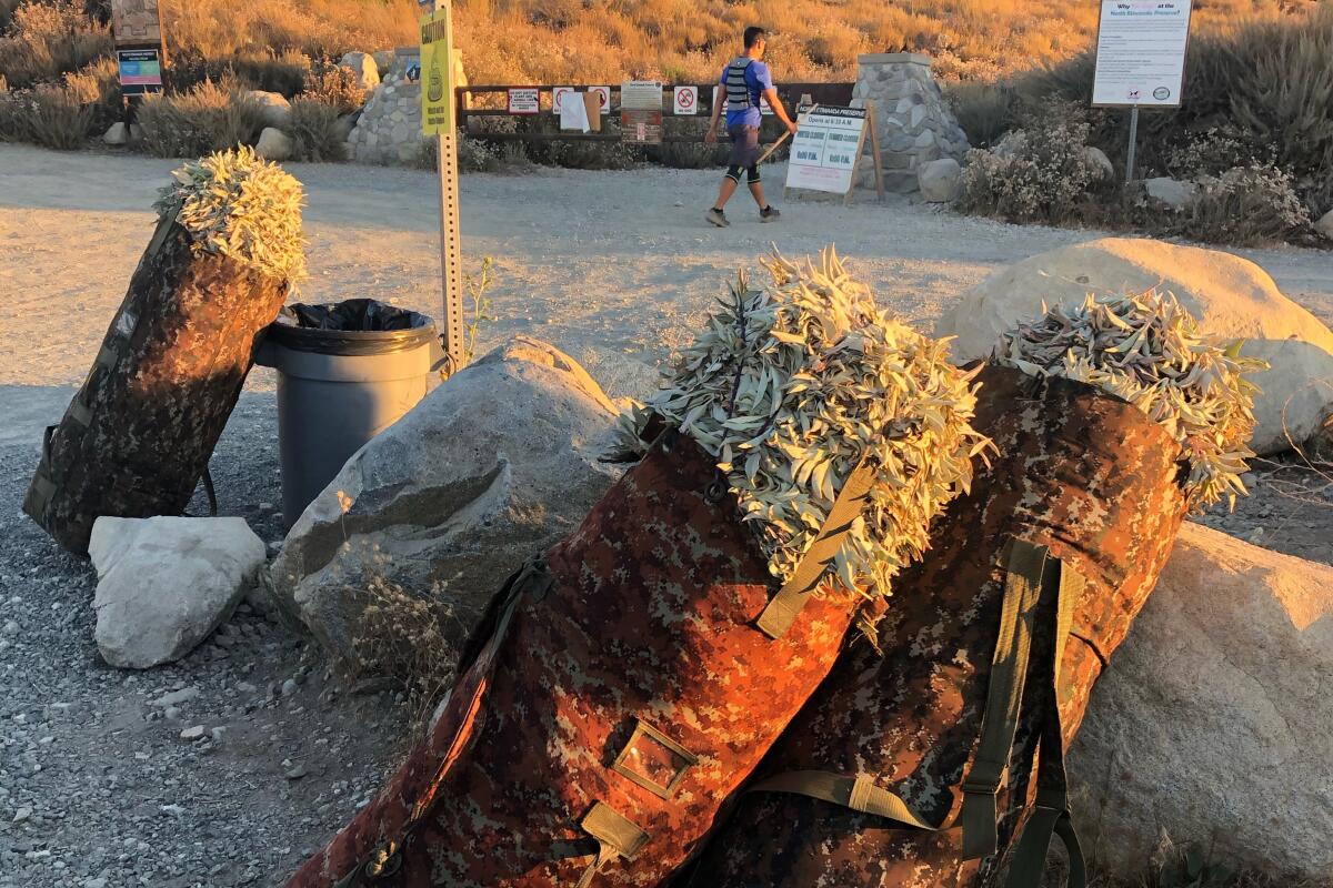 Three duffel bags, each filled with 70 to 100 pounds of wild white sage, leaning against rocks in the desert.