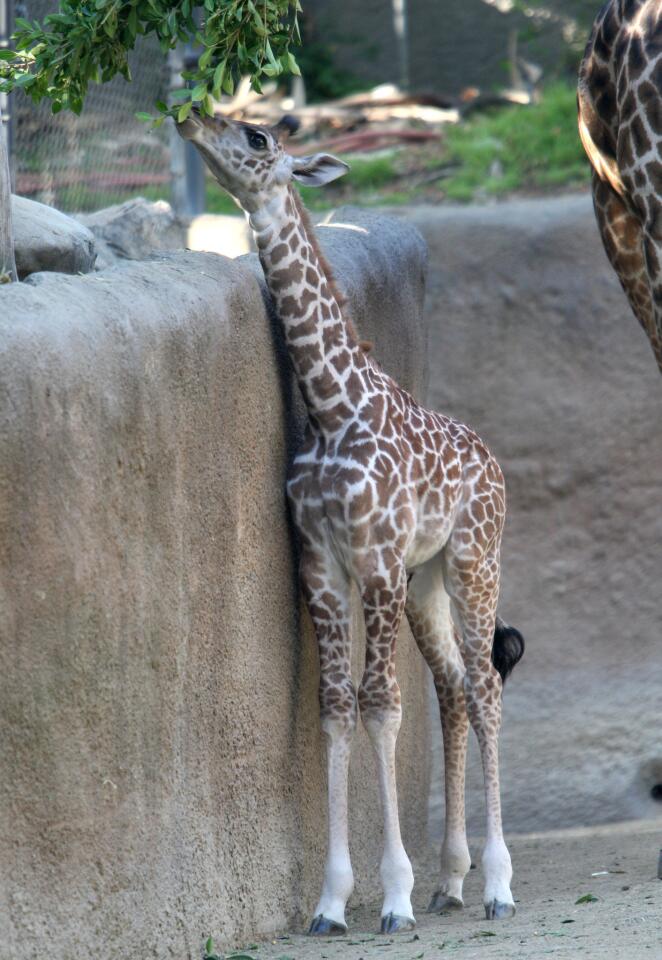 Photo Gallery: Two-week old male baby giraffe now on display at the Los Angeles Zoo