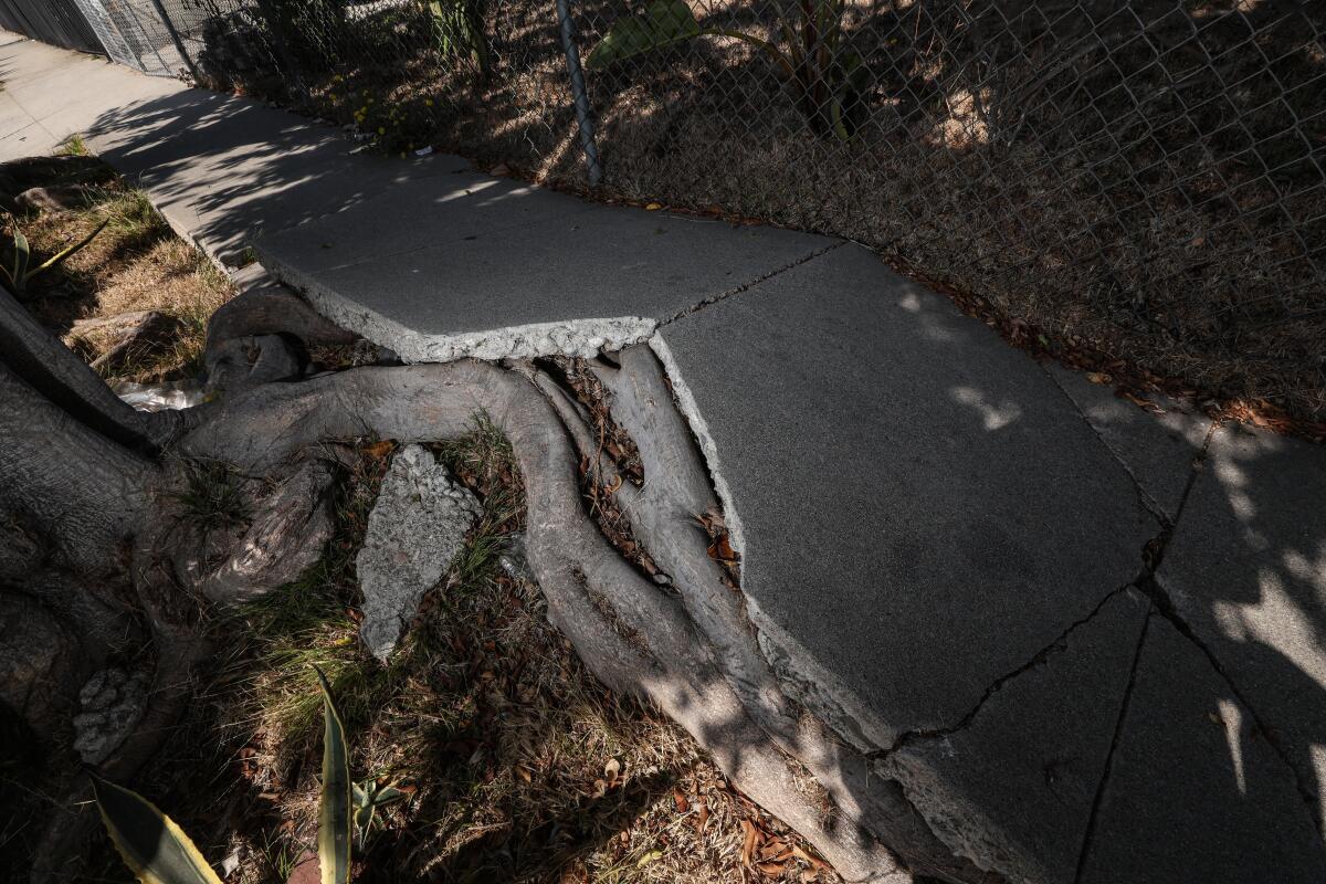 A seriously damaged sidewalk with tree roots under and next to it