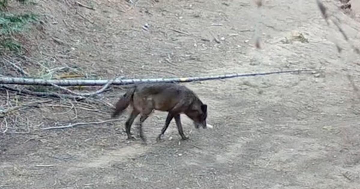 Un loup parcourt des centaines de kilomètres en Californie dans l’espoir de trouver un ami