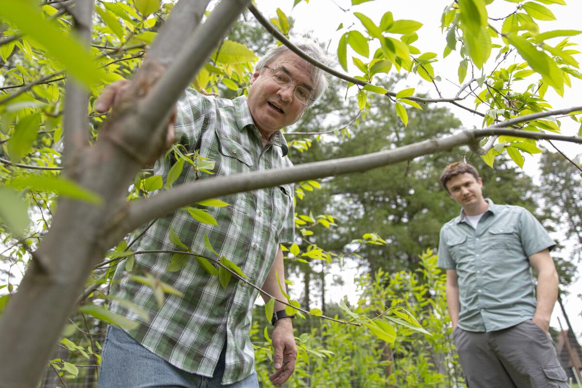 Bill Powell, left, and graduate student Erik Carlson examine a non-GE chestnut that has the blight at the Lafayette Road Experiment Station.