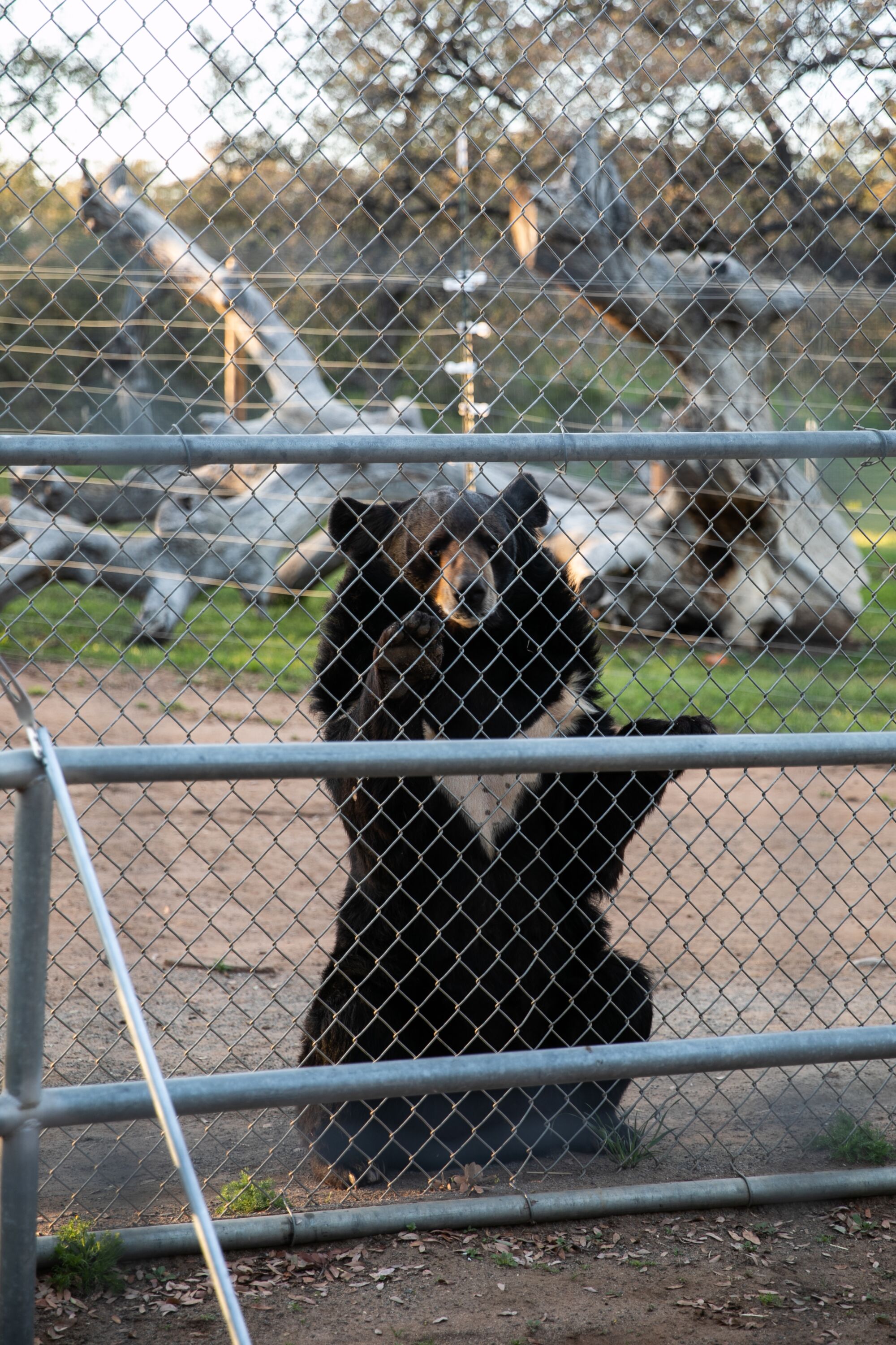Baloo, a Himalayan black bear, is one of 60 animals at Lions Tigers and Bears animal sanctuary.