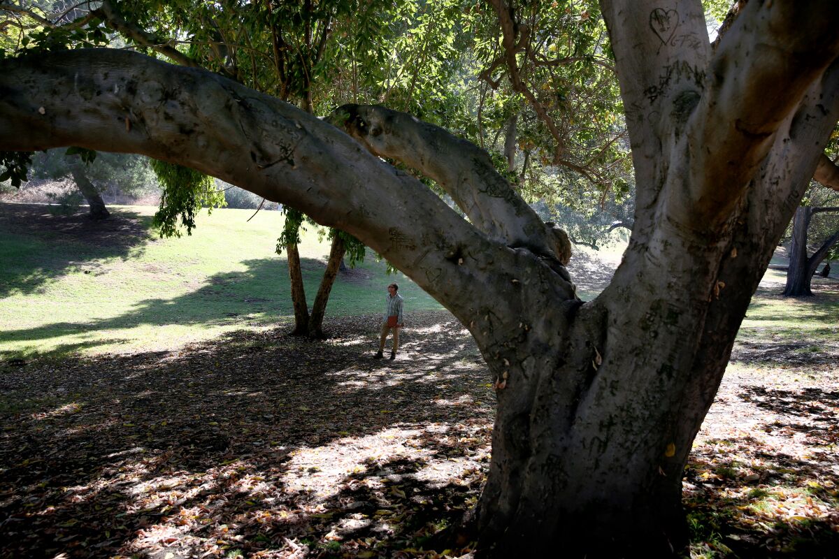 A person stands amid large leafy trees.